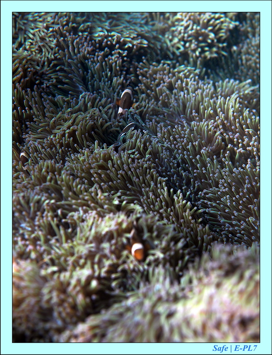 2016 - 07 - Leng Tengah - 095